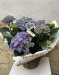 Hortensia color azul con cesto