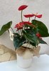 Anthurium flor roja
